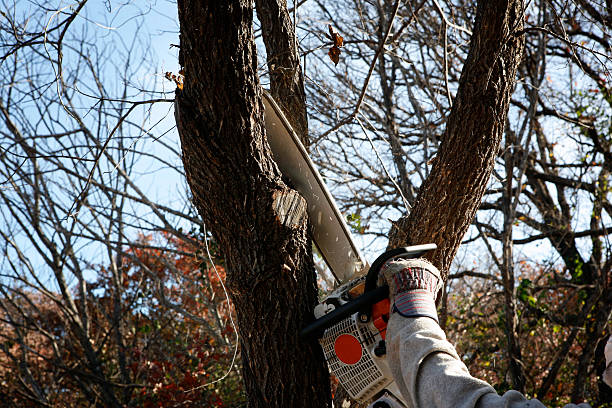 Leaf Removal in Columbus, WI